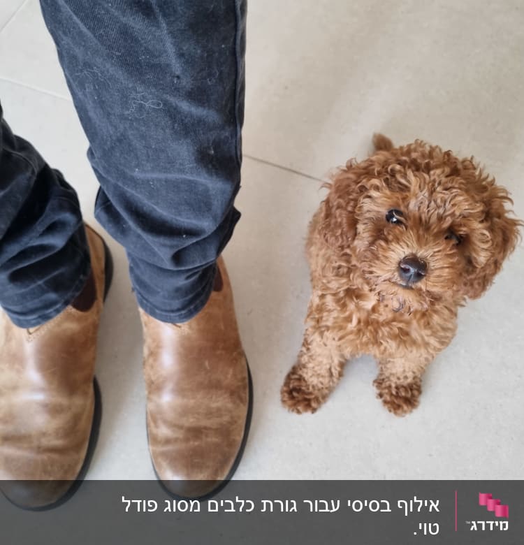 אדם עומד ליד כלב קטן על רצפה